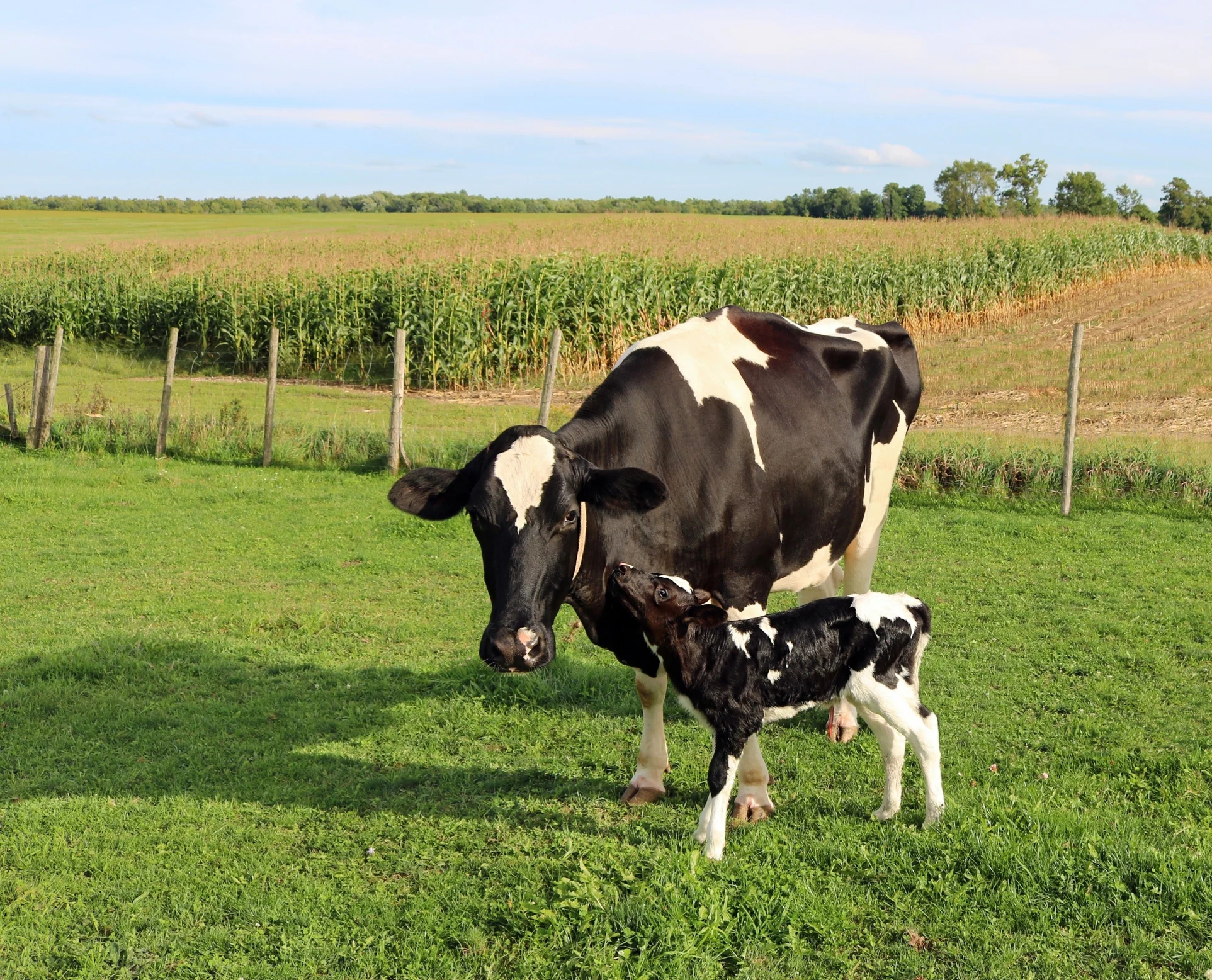 How to improve Dairy Cow Infertility