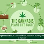 Unveiling the Wonders of Cannabis Plant Growth: A Journey from Seed to Harvest