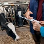 Why Are Dairy Cows Not Getting Pregnant? 7 Things Farmers Should Check