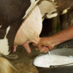Cow Milk vs Buffalo Milk: Which Is Better for Dairy Farmers?