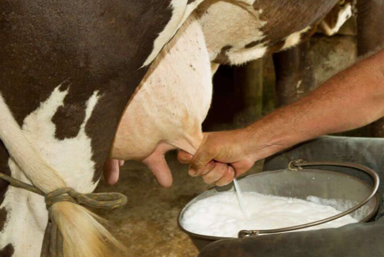 cow milk vs buffalo milk