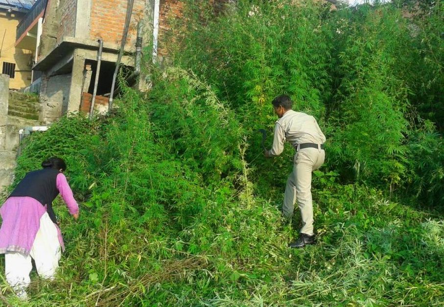 Galeno Orazi, the mysterious Italian, whose cannabis empire turned Malana into a legend.