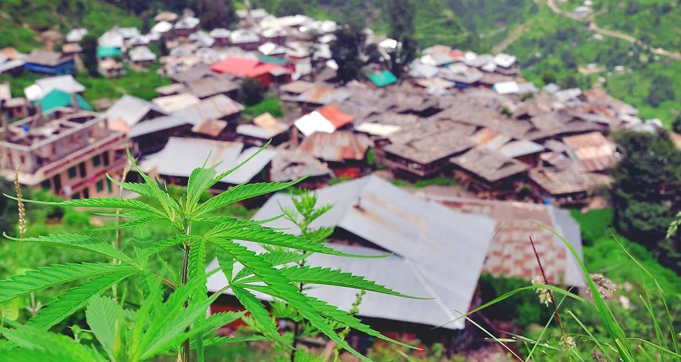 Galeno Orazi: The Italian Who Built an Empire in the Heart of Malana’s Cannabis Trade