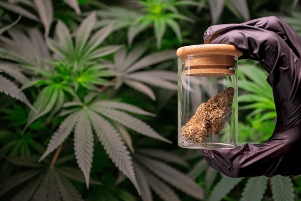 Comparison of Bhang Leaves and Marijuana Buds