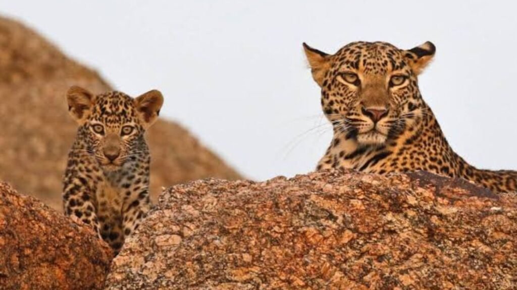 Indian leopard with its cub resting on granite rocks in Jawai during the Rajasthan Monsoon Road Trip.