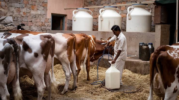 How to Increase Milk Production in Cows: 10 Simple Dairy Farming Tips